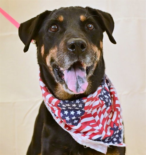 BOOM, an adoptable Labrador Retriever in Ocala, FL
