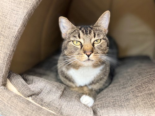 GAIA, Adult Domestic Short Hair (medium coat), cat for adoption in Ocoee, Florida
