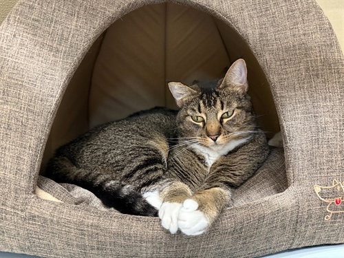 BIG BOY, Adult Domestic Short Hair (medium coat), cat for adoption in Ocoee, Florida
