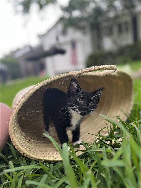 LEILA