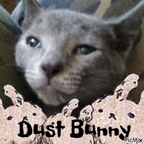 DUST BUNNY