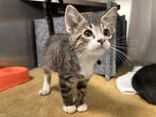 SILVANUS, Baby Domestic Short Hair (medium coat), cat for adoption in Ocoee, Florida