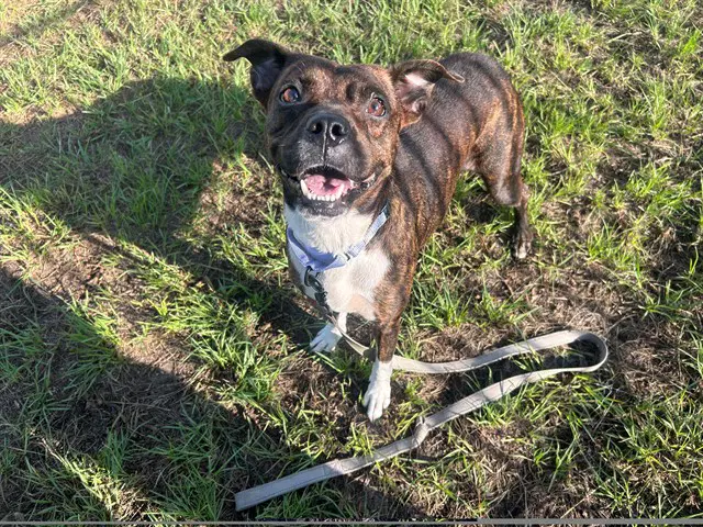 Portabella - American Pit Bull Terrier