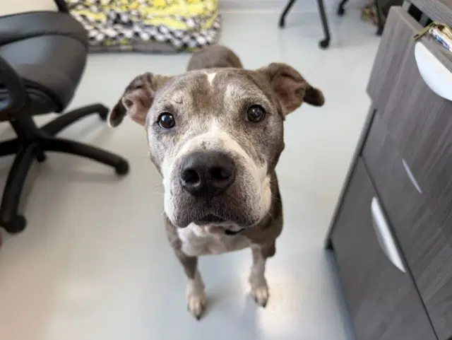 Blue - American Pit Bull Terrier