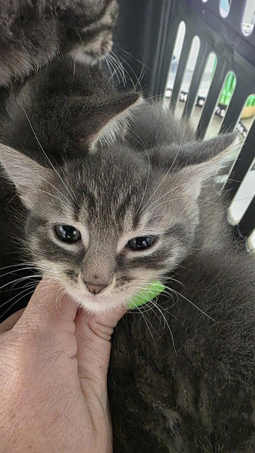 BUBBA