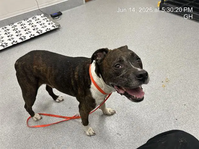 Sampson - American Pit Bull Terrier