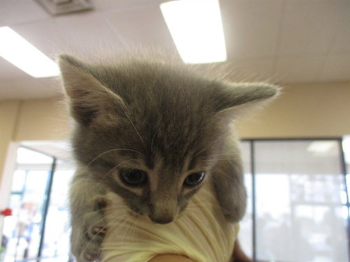 MUFFIN