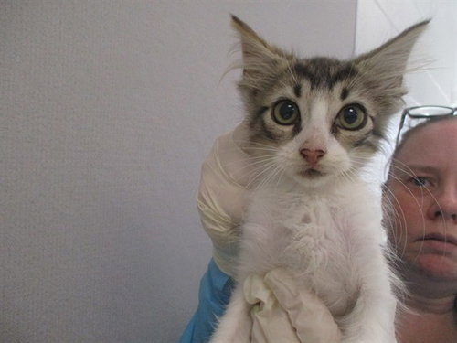 SORA, an adoptable Domestic Short Hair in Ocala, FL