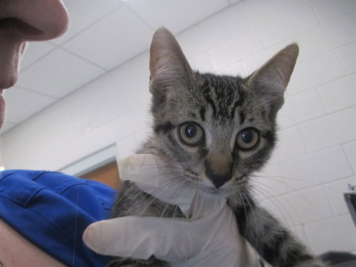 BARAKA, an adoptable Domestic Short Hair in Ocala, FL