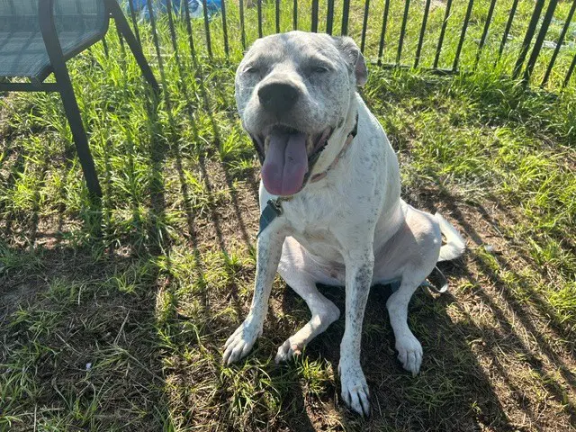 Gunner - Labrador Retriever