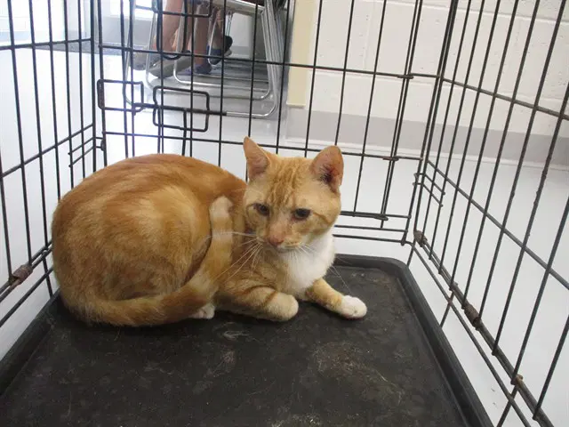Jack Jack - Domestic Short Hair