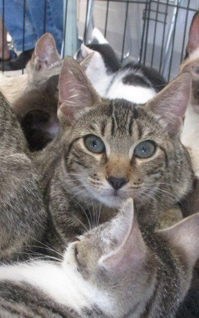 COMET, an adoptable Domestic Short Hair in Ocala, FL