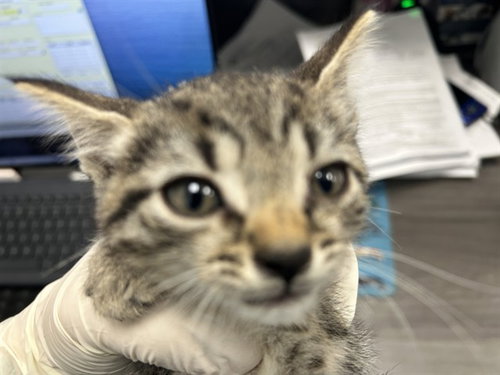 CELESTE, an adoptable Domestic Short Hair in Ocala, FL