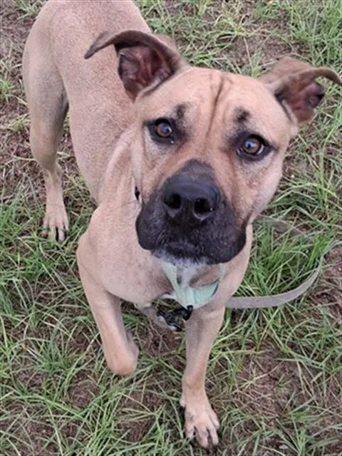 Pipit - Black Mouth Cur