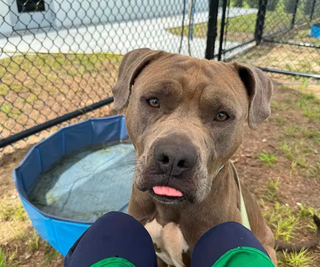 Donatello - American Pit Bull Terrier