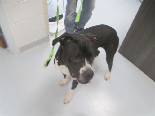 DUSTIN, an adoptable American Pit Bull Terrier in Ocala, FL