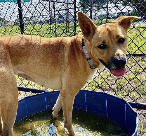 picture of the dog needing adoption