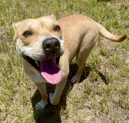 SAMARA, an adoptable Australian Cattle Dog in Ocala, FL