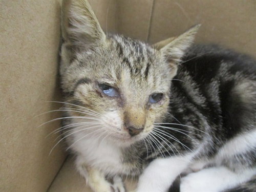 HELEN KELLER, an adoptable Domestic Short Hair in Ocala, FL