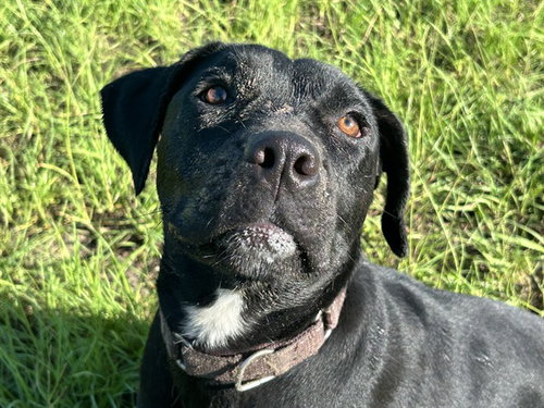 picture of the dog needing adoption