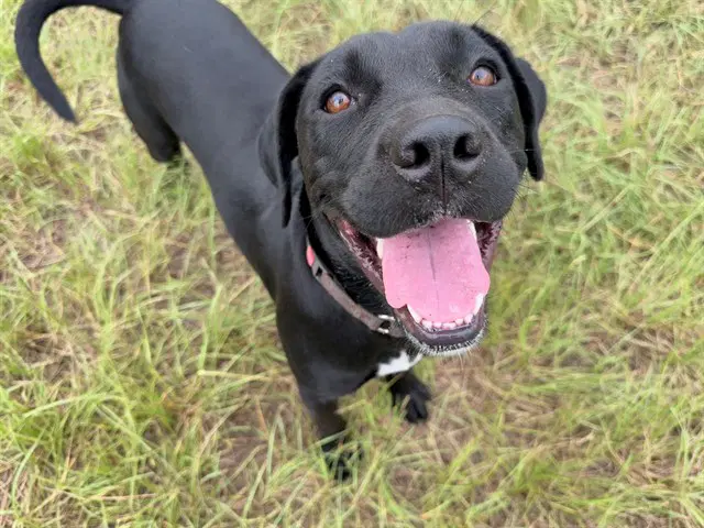 Evie Jean - Labrador Retriever