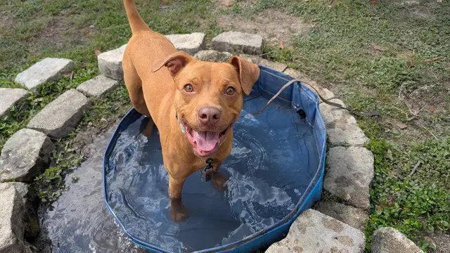 Canary - American Staffordshire Terrier