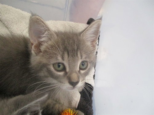TABBY, an adoptable Domestic Short Hair in Ocala, FL