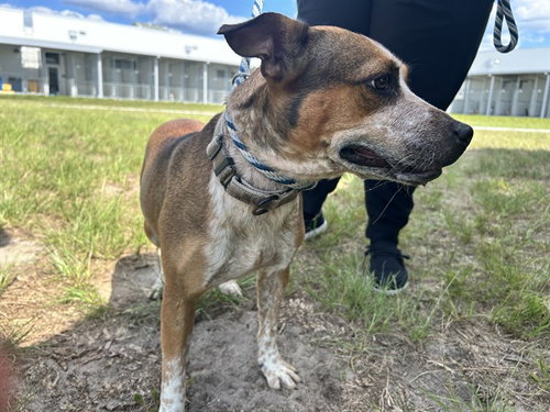 MINNIE, an adoptable Australian Cattle Dog in Ocala, FL