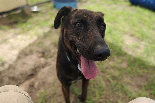 picture of the dog needing adoption