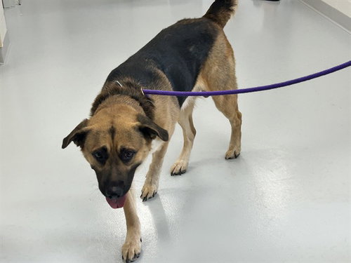 A385153, an adoptable German Shepherd Dog in Ocala, FL