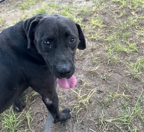 picture of the dog needing adoption