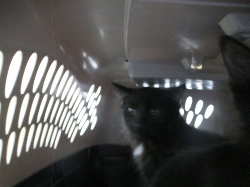 Phantom