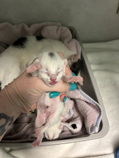 Kitten 4