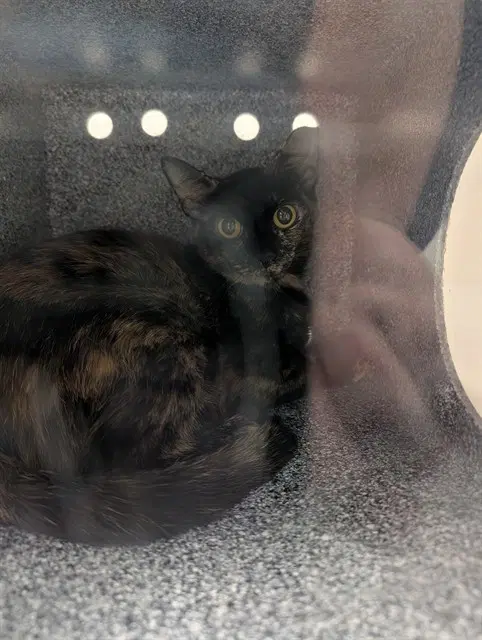 Apple - Domestic Short Hair