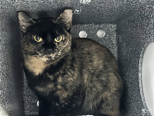 APPLE, a cat for adoption from Marion County Animal Services