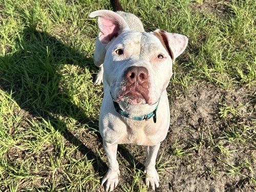 picture of the dog needing adoption