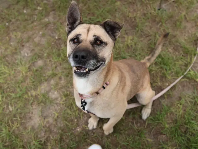 Lucy - German Shepherd Dog