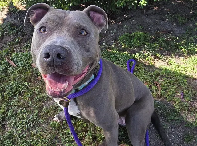 Raven - American Staffordshire Terrier