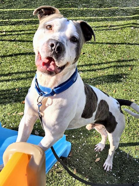 picture of the dog needing adoption