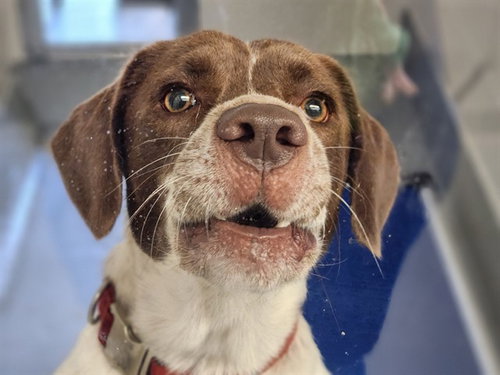 PERCY JACKSON, an adoptable German Shorthaired Pointer in Ocala, FL