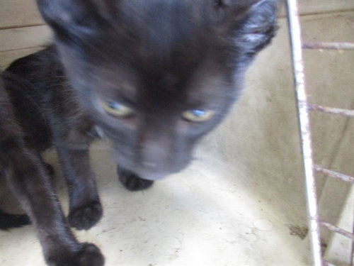 picture of the cat needing adoption