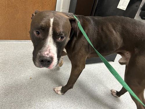 picture of the dog needing adoption