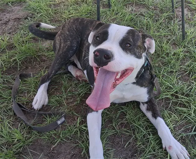 Fergus - American Pit Bull Terrier