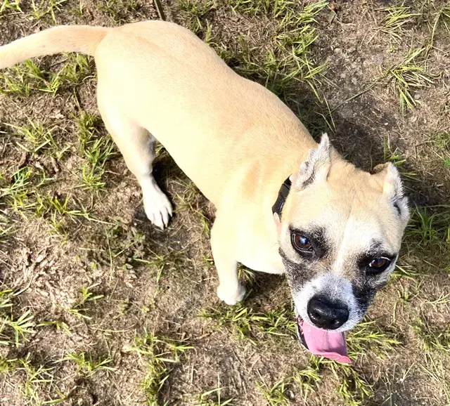 Isabella - American Pit Bull Terrier