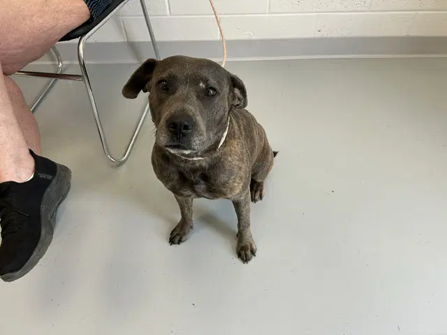 Storm - American Pit Bull Terrier