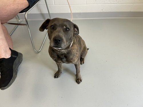 picture of the dog needing adoption