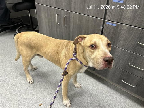 picture of the dog needing adoption