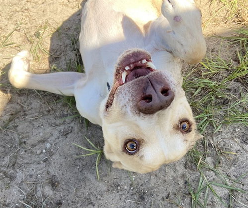 MELLOW, a dog for adoption from Marion County Animal Services