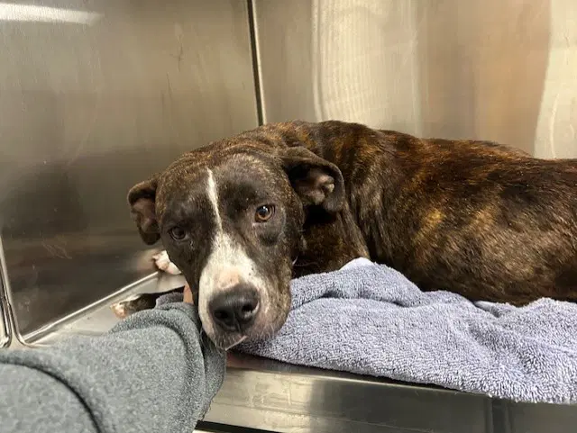 Slinky - American Pit Bull Terrier