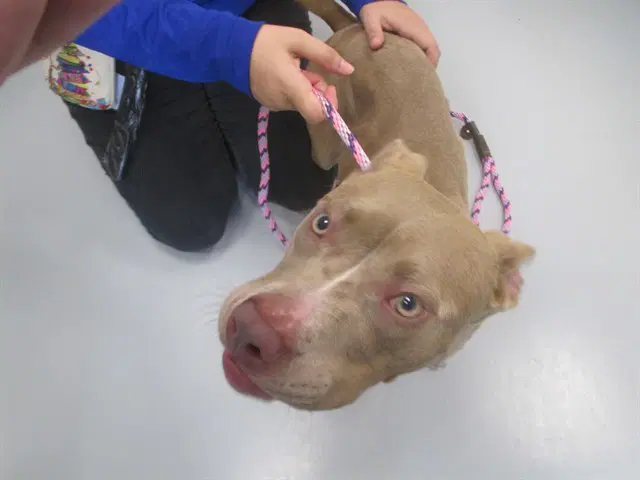 Unknown - American Pit Bull Terrier